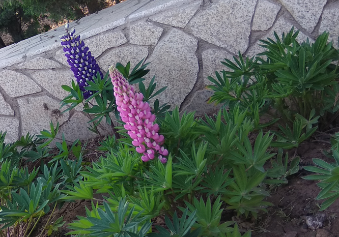 һ���������